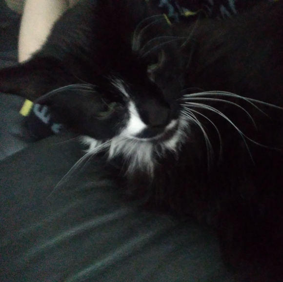 Meet your Posher, Sheri - Picture 1 of 1